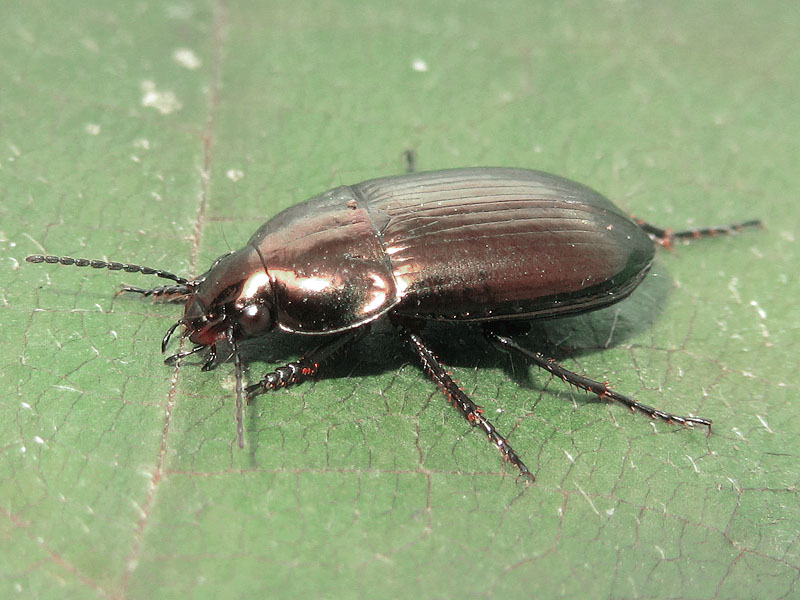 Carabidae:  Amara sp.